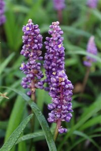 Liriope muscari 'Royal Purple' P9 - afbeelding 4