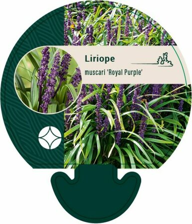 Liriope muscari 'Royal Purple' P9 - afbeelding 6