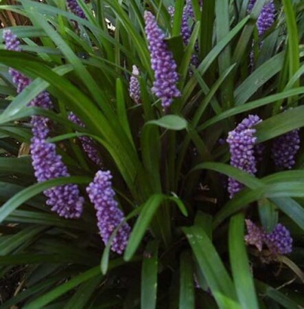 Liriope muscari 'Royal Purple' P9 - afbeelding 1