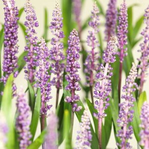 Liriope muscari 'Royal Purple' P9 - afbeelding 2