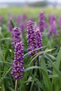 Liriope muscari 'Royal Purple' P9 - afbeelding 5