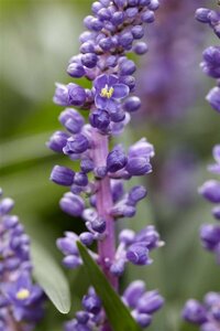 Liriope muscari 'Royal Purple' P9 - afbeelding 3