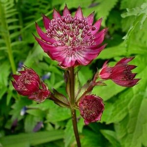 Astrantia major 'Ruby Wedding' P9 - afbeelding 2