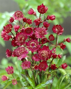 Astrantia major 'Ruby Wedding' P9 - afbeelding 4