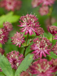 Astrantia major 'Ruby Wedding' P9 - afbeelding 5