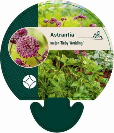 Astrantia major 'Ruby Wedding' P9 - afbeelding 3