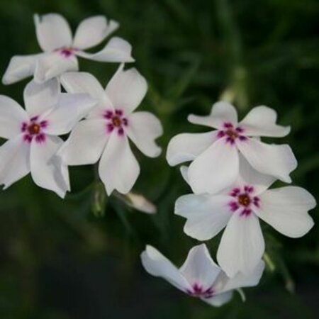 Phlox subulata 'Amazing Grace' P9 - afbeelding 2