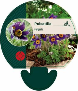 Pulsatilla vulgaris P9 - afbeelding 3