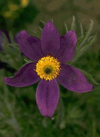 Pulsatilla vulgaris P9 - afbeelding 1