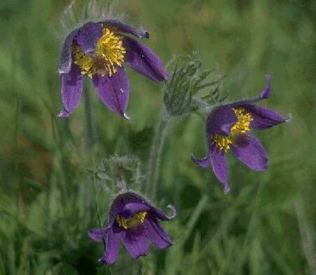 Pulsatilla vulgaris P9 - afbeelding 2