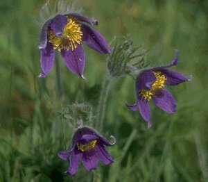 Pulsatilla vulgaris P9 - afbeelding 2