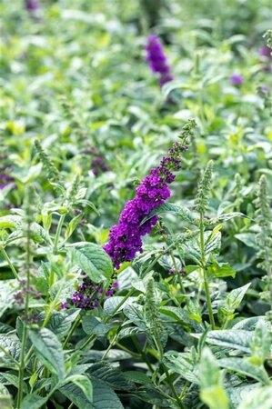 Buddleja davidii 'Blue Chip' C3