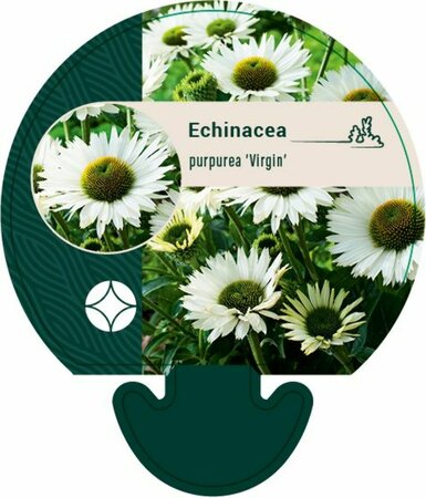 Echinacea purpurea 'Virgin' P9 - afbeelding 1