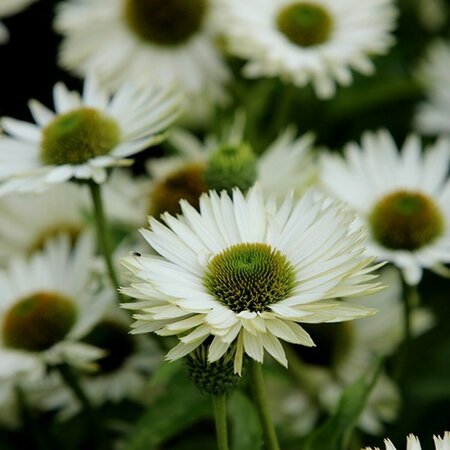 Echinacea purpurea 'Virgin' P9 - afbeelding 2