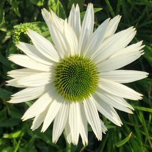 Echinacea purpurea 'Virgin' P9 - afbeelding 5