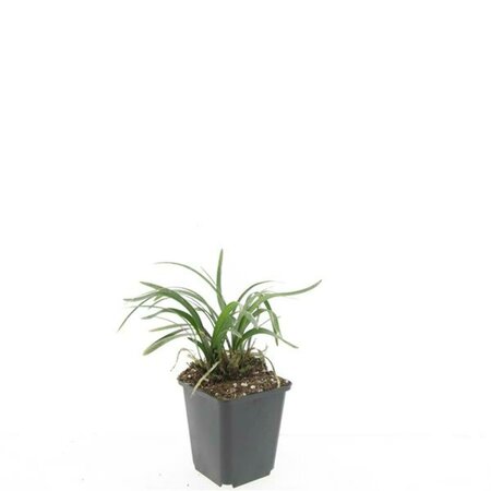 Liriope muscari 'Monroe White' P9 - afbeelding 2