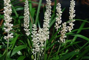 Liriope muscari 'Monroe White' P9 - afbeelding 1