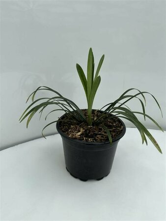 Liriope muscari 'Monroe White' P9 - afbeelding 5