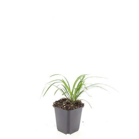 Liriope muscari 'Monroe White' P9 - afbeelding 3