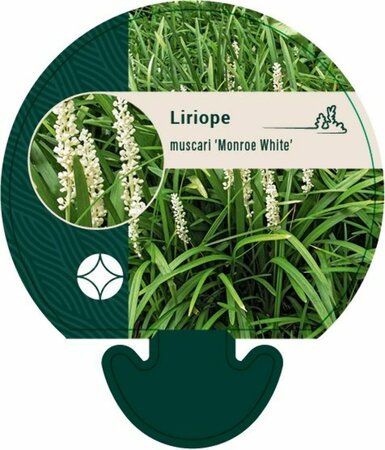 Liriope muscari 'Monroe White' P9 - afbeelding 4