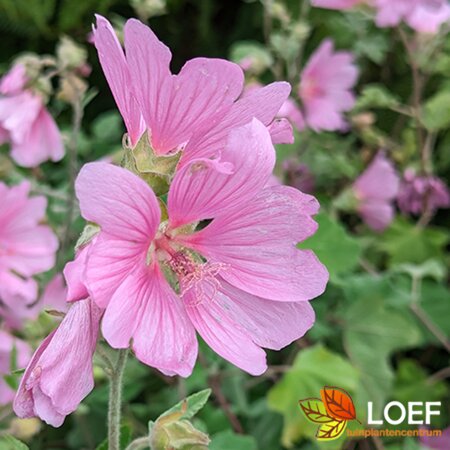 Lavatera olblia 'Rosea' C2 - afbeelding 1
