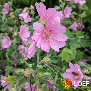 Lavatera olblia 'Rosea' C2 - afbeelding 2