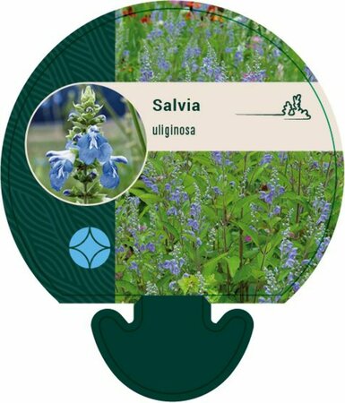 Salvia uliginosa P9