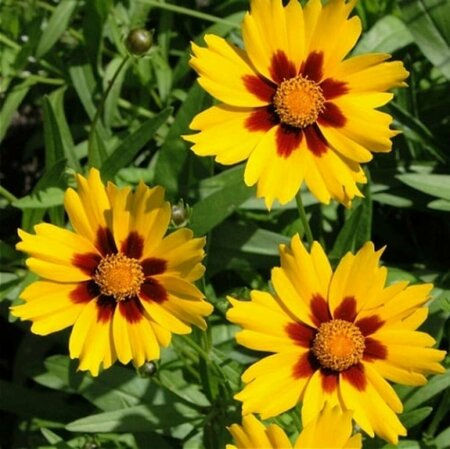 Coreopsis lanceolata 'Sterntaler' P9 - afbeelding 3