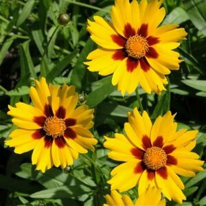 Coreopsis lanceolata 'Sterntaler' P9 - afbeelding 3