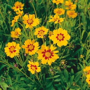 Coreopsis lanceolata 'Sterntaler' P9 - afbeelding 4