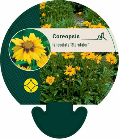 Coreopsis lanceolata 'Sterntaler' P9 - afbeelding 2