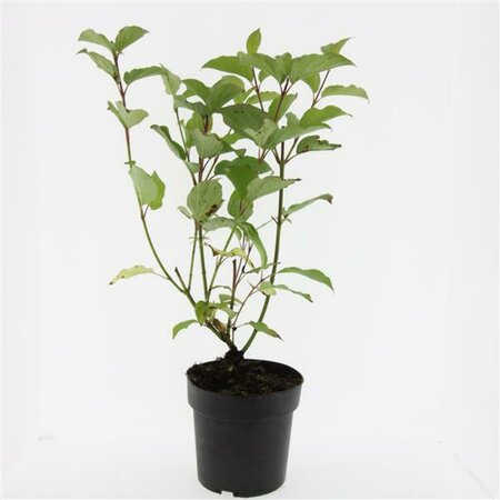 Cornus alba 'Sibirica' 40/50 W. - afbeelding 4