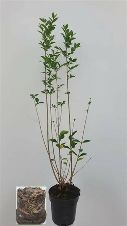 Ligustrum ovalifolium 100/125 KL. - afbeelding 8