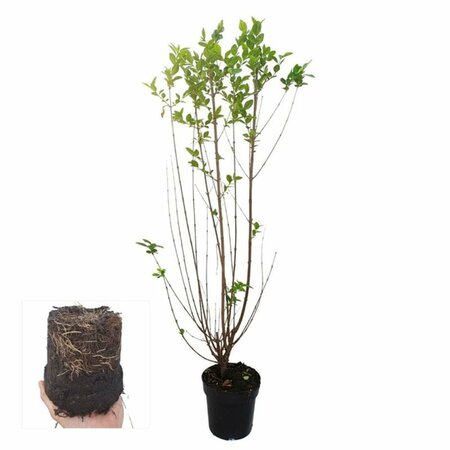 Ligustrum ovalifolium 100/125 KL. - afbeelding 10