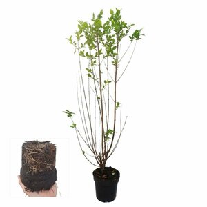 Ligustrum ovalifolium 100/125 KL. - afbeelding 10