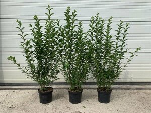 Ligustrum ovalifolium 100/125 KL. - afbeelding 11
