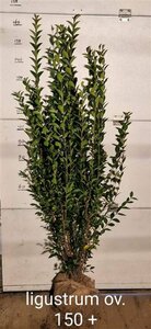 Ligustrum ovalifolium 100/125 KL. - afbeelding 5