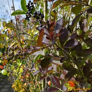 Ligustrum ovalifolium 100/125 KL. - afbeelding 1