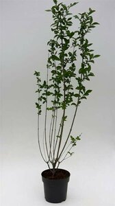 Ligustrum ovalifolium 100/125 KL. - afbeelding 7
