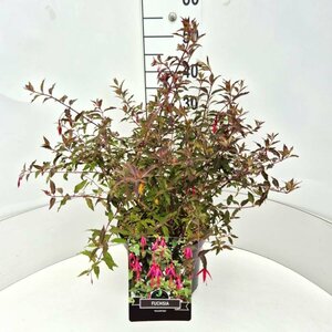 Fuchsia 'Riccartonii' P9 - afbeelding 8