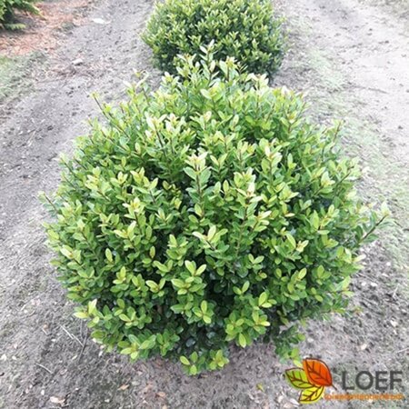 Ilex crenata 'Caroline Upright' 30/40 C. Bol - afbeelding 1