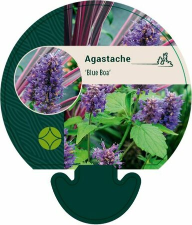 Agastache 'Blue Boa' P9