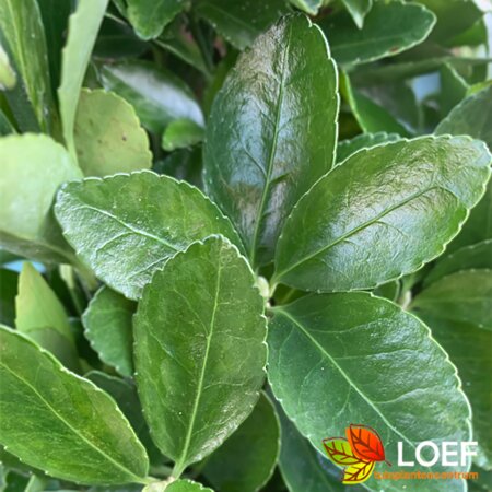 Euonymus japonicus Leischerm 70 x 120 C. - afbeelding 1