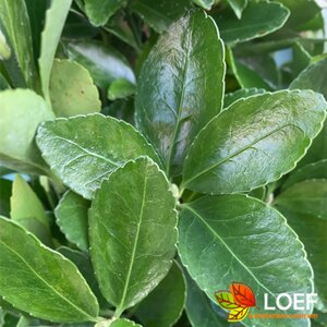 Euonymus japonicus Leischerm 70 x 120 C. - afbeelding 1
