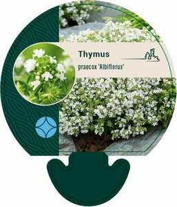 Thymus praecox 'Albiflorus' P9 - afbeelding 2