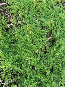 Thymus praecox 'Albiflorus' P9 - afbeelding 1