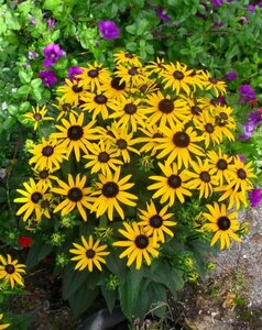 Rudbeckia fulgida 'Little Goldstar' P9 - afbeelding 2