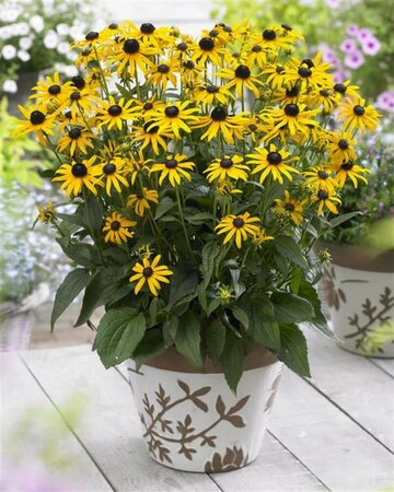 Rudbeckia fulgida 'Little Goldstar' P9 - afbeelding 3