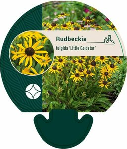 Rudbeckia fulgida 'Little Goldstar' P9 - afbeelding 4