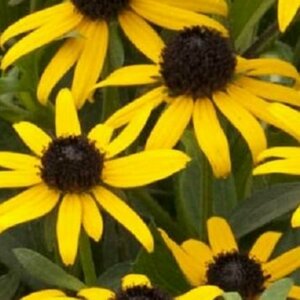 Rudbeckia fulgida 'Little Goldstar' P9 - afbeelding 1